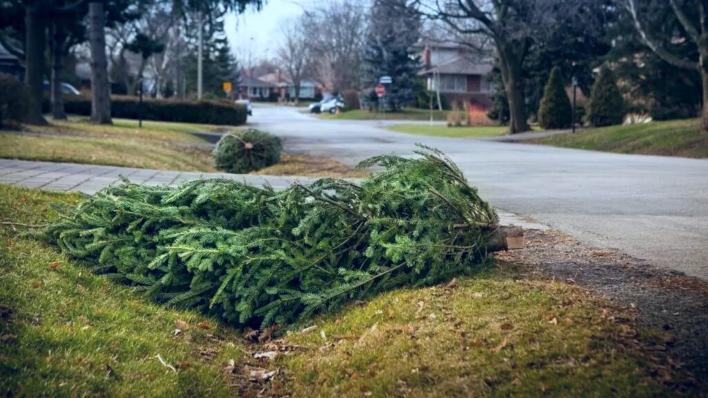 How to Sustainably Clean Up After the Holidays tree donation